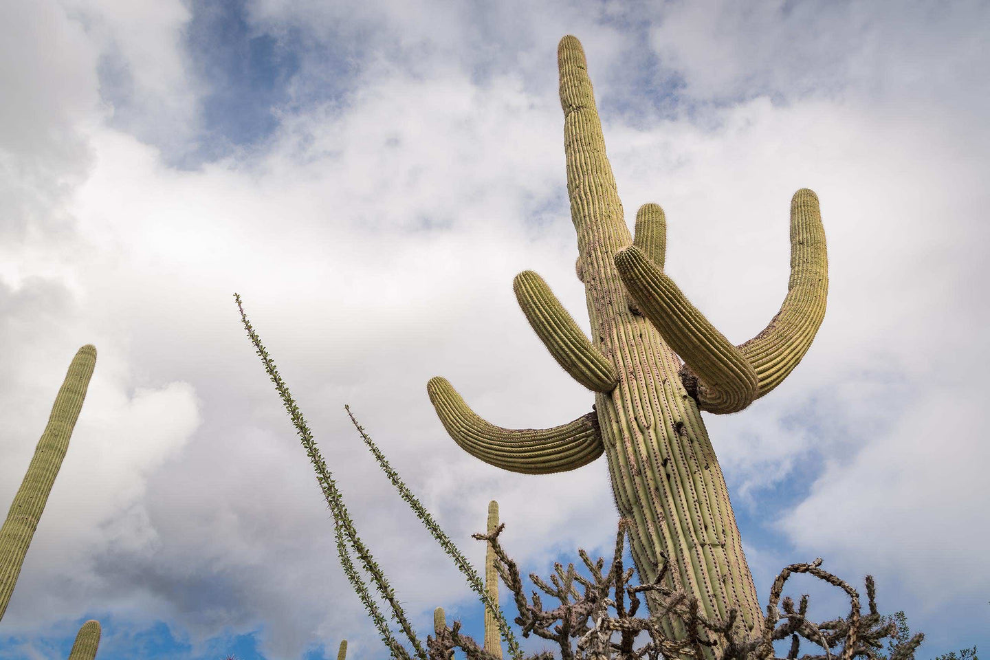 Large Cactus in Saguaro National Park - Framed Photo