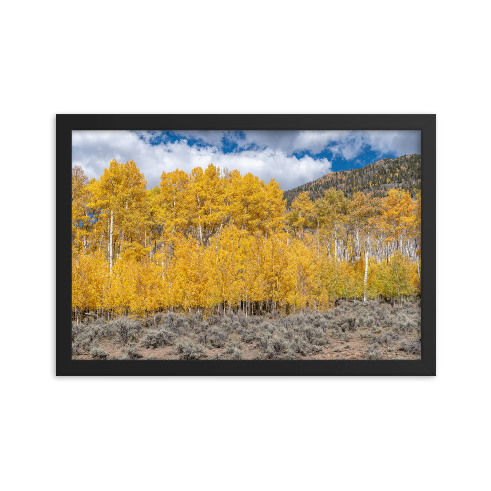Aspen Grove in Fishlake National Forest, Richfield, Utah - Framed Photo