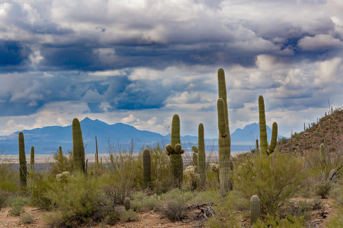Saguaro National Park in Tucson, Arizona